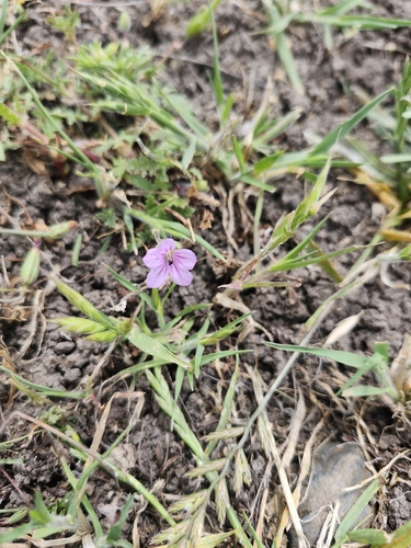 iNaturalist observation photo of Geranium family