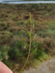 Triglochin barrelieri