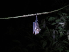 Hipposideros diadema