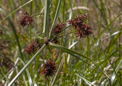Cyperus lucidus