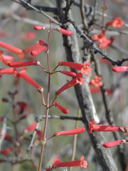 Penstemon subulatus
