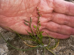 Triglochin barrelieri