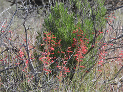 Penstemon subulatus