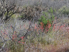 Penstemon subulatus