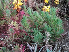 Suaeda albescens