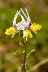 Nemesia cheiranthus