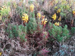 Suaeda albescens