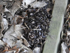 Matteuccia struthiopteris