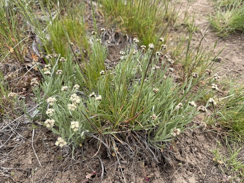 Antennaria stenophylla observed 2026-04-24