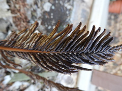 Matteuccia struthiopteris