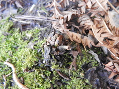 Matteuccia struthiopteris