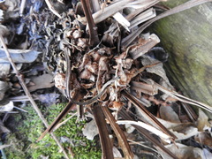 Matteuccia struthiopteris