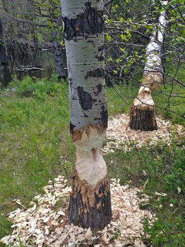 American Beaver photographed in Montana