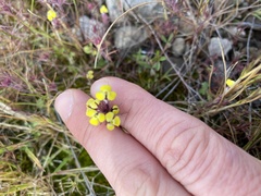 Triphysaria eriantha