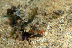 Dactylopus kuiteri