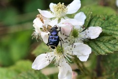 Trichiotinus lunulatus