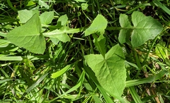 Sonchus oleraceus