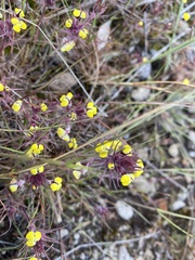 Triphysaria eriantha