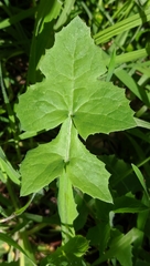 Sonchus oleraceus