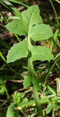 Sonchus oleraceus