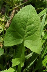 Sonchus oleraceus