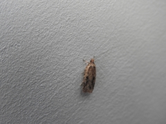 Agonopterix canadensis