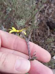 Osteospermum polygaloides, photograph (c) De Waal Hugo, some rights reserved (CC BY)