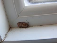 Agonopterix canadensis