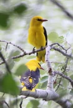 Eurasian Golden Oriole (Oriolus oriolus), photo 3