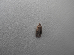 Agonopterix canadensis