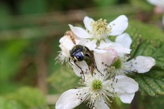 Trichiotinus lunulatus