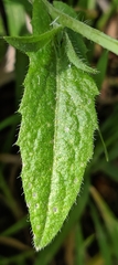 Capsella bursa-pastoris