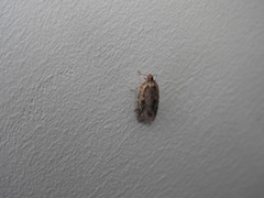 Agonopterix canadensis