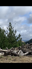 Falco novaeseelandiae