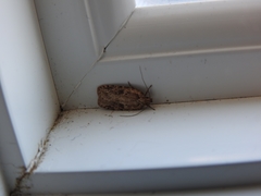 Agonopterix canadensis