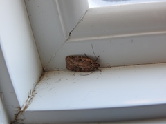 Agonopterix canadensis