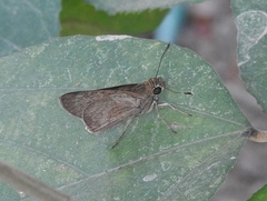 Suastus gremius