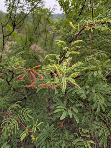 Vachellia bravoensis, photograph 4