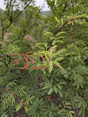 (c) mattmsa, some rights reserved (CC BY) Vachellia bravoensis, photograph (c) mattmsa, some rights reserved (CC BY)