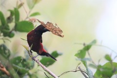 Ramphocelus dimidiatus