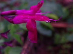 Salvia albiterrarum