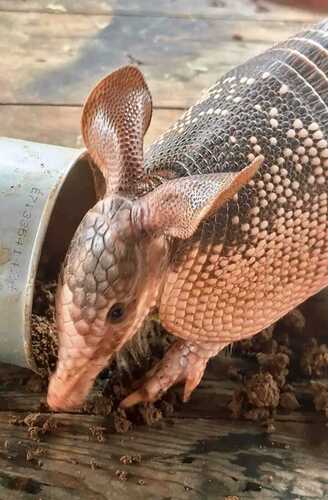 Armadillo de nueve bandas observed by marcelinalopezrojas