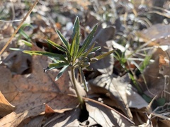 Cardamine concatenata