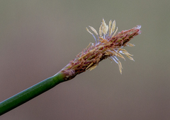 Eleocharis acuta