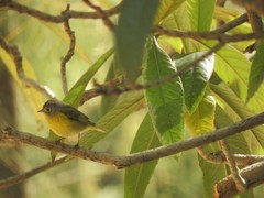 Leiothlypis ruficapilla