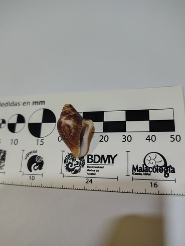 Columbella major (Columbella major)