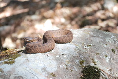Crotalus armstrongi