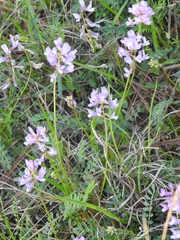 Astragalus distortus