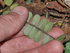 Pellaea rotundifolia