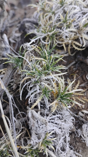 Perezia recurvata, photograph 1